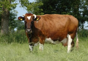 Brandrode koe