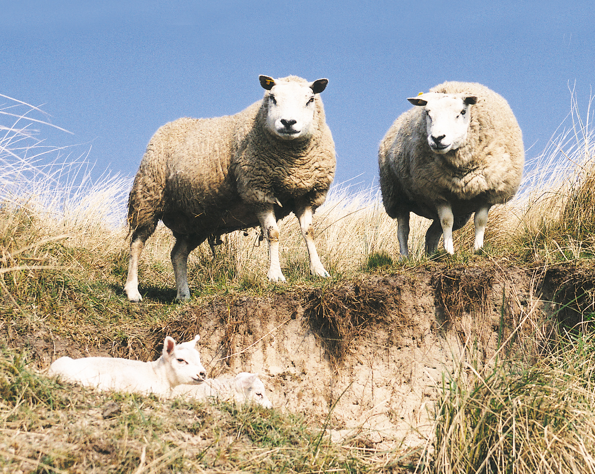 Al sinds de jaren 30 is het Texels lamsvlees dé specialiteit van Waddeneila...