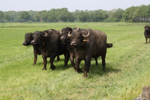 buffalo farm